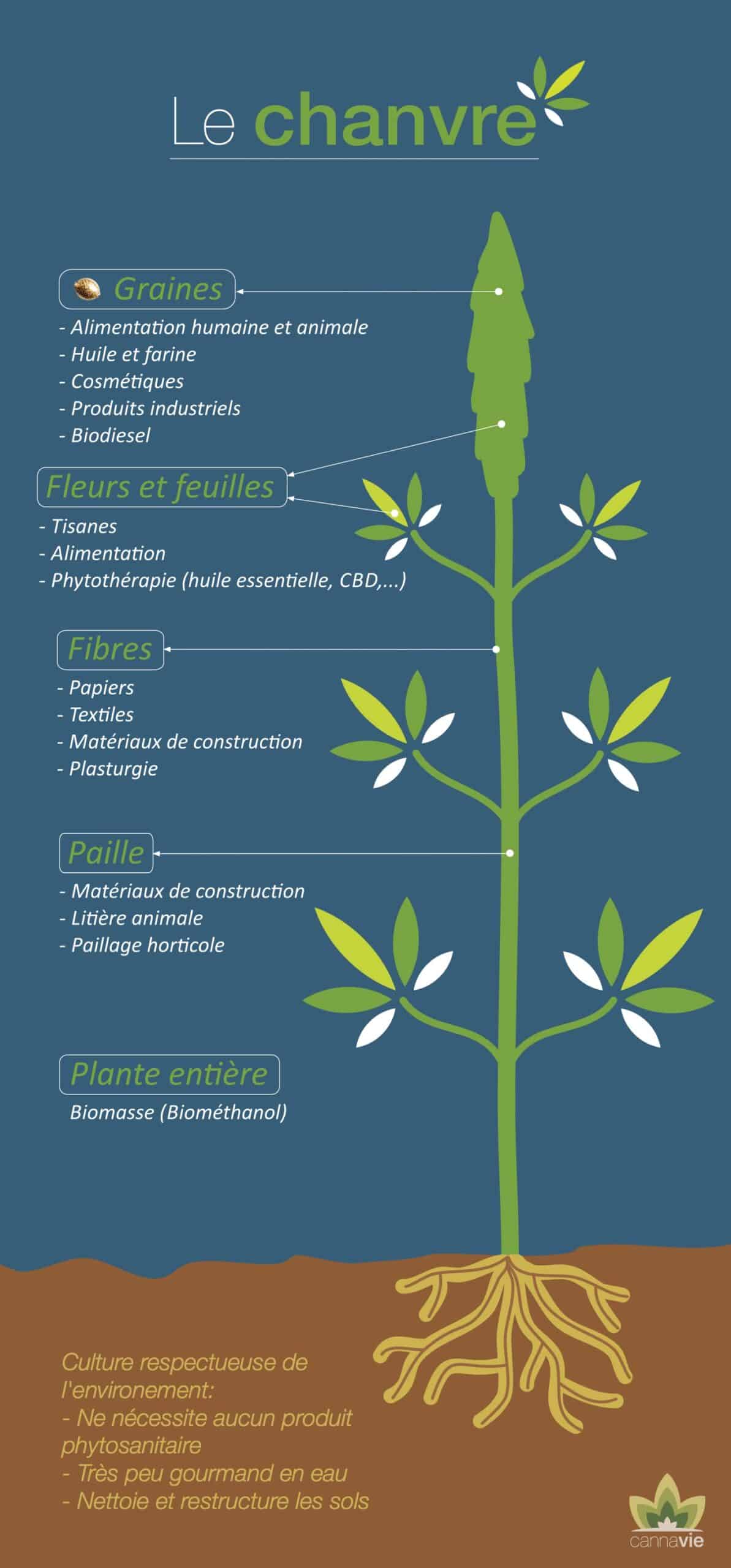 the hemp plant and its different parts