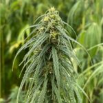 hemp flower