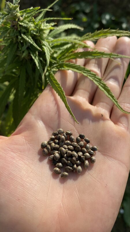 hemp seeds in one hand