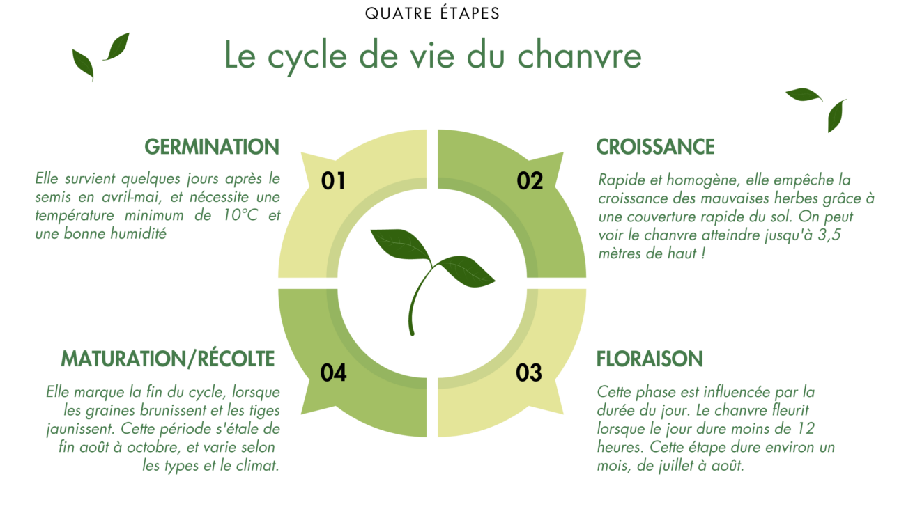 illustration des 4 phases du cycle de vie du chanvre, germination, croissance, floraison, récolte