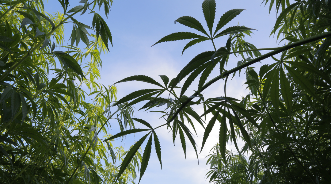 fields of hemp, hemp leaves and the sky