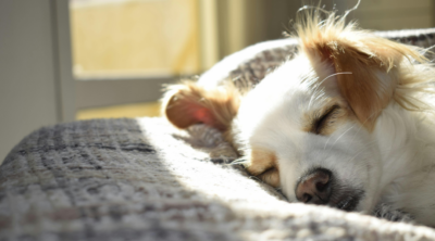 petit chien qui dort paisiblement grâce au CBD