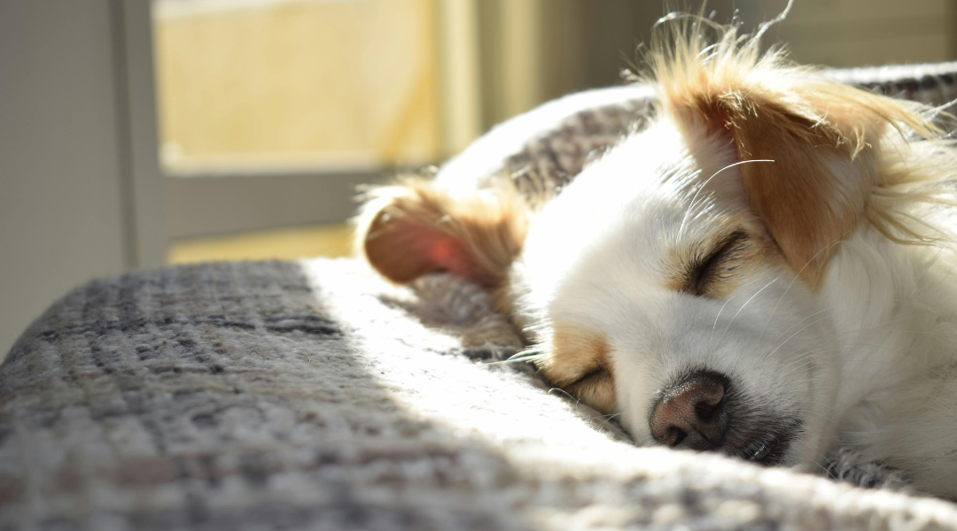 little dog sleeping peacefully thanks to CBD